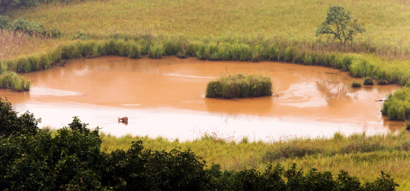 비무장지대(DMZ)에서 물을 마시는 고라니. 철원 지역의 흙과 바위에는 철 성분이 많아 물이 붉은 색을 띤다. 연합뉴스