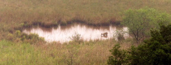 비무장지대(DMZ)에서 물을 마시는 고라니. 철원 지역의 흙과 바위에는 철 성분이 많아 물이 붉은 색을 띤다. 2013년 가을 강원도 철원군 중부전선. 연합뉴스