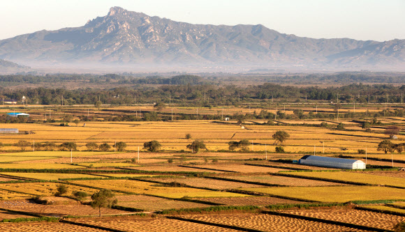 철원평야 남방한계선 철책 뒤로 수확 중인 황금 들녘이 북쪽의 비무장지대(DMZ)와 대조적인 모습을 이루고 있다. 2013년 가을 강원도 철원군 중부전선 아이스크림 고지. 연합뉴스