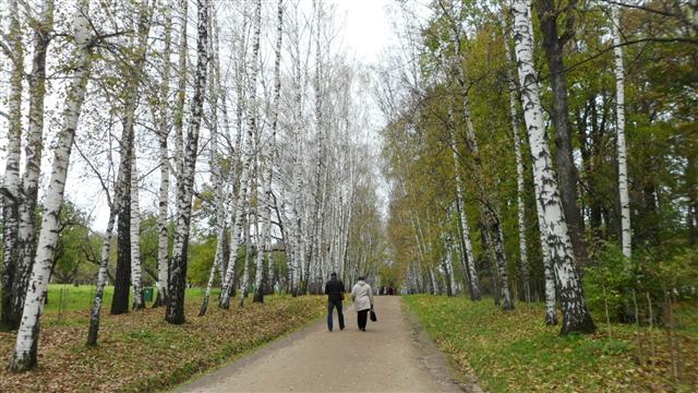 야스나야폴랴나에 들어서자마자 자작나무가 몸을 길게 뻗어 관람객들을 맞이하고 있다.