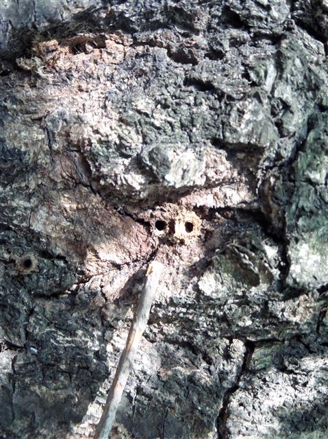 참나무시듦병에 감염된 신갈나무에 정교하게 나있는 광릉긴나무좀의 흔적.  산림청 제공