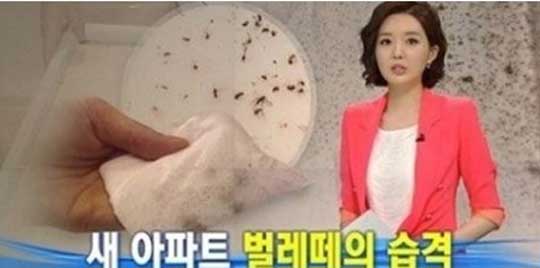 사진은 새 아파트에 출몰한 먼지다듬이에 대해 보도한 MBC‘뉴스데스크’방송캡처.기사와 관련없음.