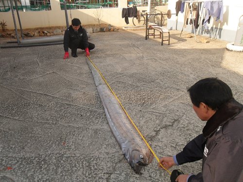 지난 2010년 1월 26일 경북 울진군에서 잡힌 몸길이 3.8m짜리 산갈치. 포항해양경찰서 제공