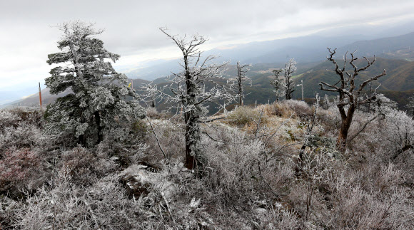 강원 산지에 내린 눈으로 16일 강원 평창군 발왕산 정상(해발 1천458m)에 한겨울 같은 눈꽃이 활짝 펴 장관을 연출하고 있다. 연합뉴스