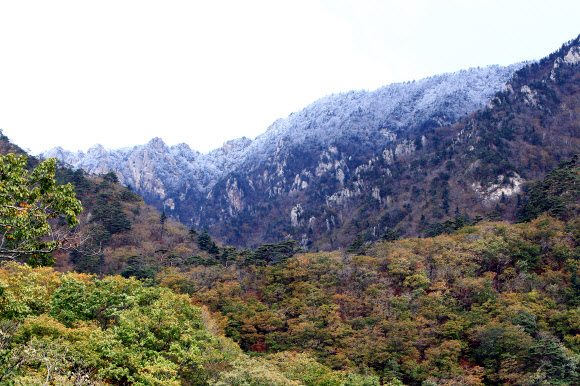 설악산 고지대에 내린 눈이 저지대의 단풍과 어우러져 16일 한 폭의 풍경화를 연출하고 있다. 연합뉴스