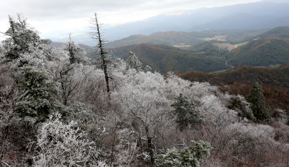 강원 산지에 내린 눈으로 16일 강원 평창군 발왕산 정상(해발 1천458m)에 한겨울 같은 눈꽃이 활짝 펴 장관을 연출하고 있다.  연합뉴스