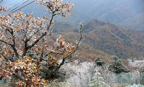 강원 산지에 내린 눈으로 16일 강원 평창군 발왕산 정상(해발 1천458m)에 한겨울 같은 눈꽃이 활짝 핀 가운데 관광객들이 사진을 찍으며 겨울의 낭만을 만끽하고 있다. 연합뉴스