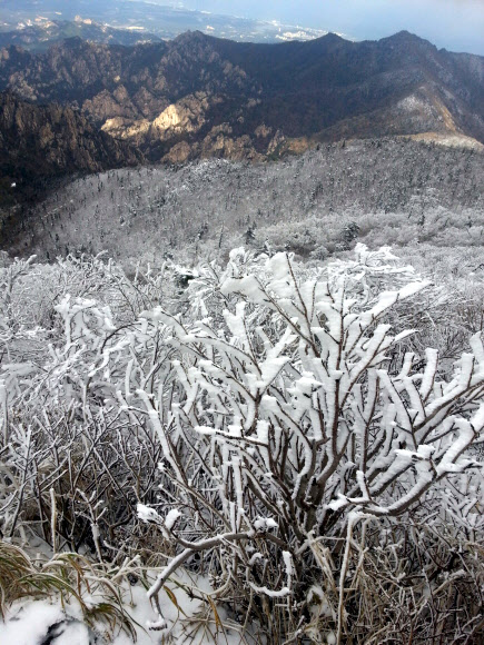 설악산국립공원 대청봉과 중청봉 일대에 16일 오후 백색 세상이 연출되고 있다. 설악산을 비롯해 오대산과 발왕산 등 강원 영동산간에는 지난 15일 올가을 첫눈이 내렸다.  설악산국립공원사무소 제공