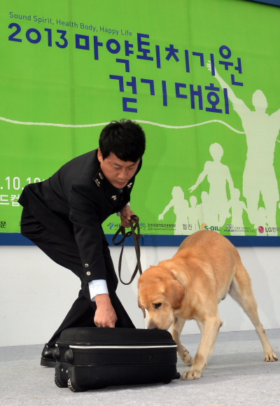 19일 오전 서울 상암 월드컵경기장 공원에서 열린 마약퇴치기원 걷기대회에서 국세청 소속 직원이 마약탐지견의 마약탐지 시범을 보이고 있다. 박지환 기자 popocar@seoul.co.kr