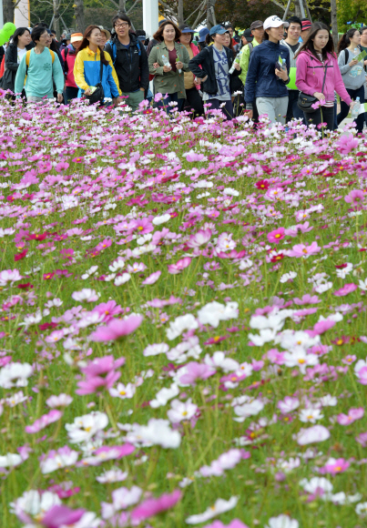 19일 서울 마포구 상암동 올림픽공원 평화의광장에서 열린 서울신문 주최, 마약퇴치기원 걷기대회 참가자들이 만개한 코스모스밭 옆을 지나며 가을정취를 만끽하고 있다.  손형준 기자 boltagoo@seoul.co.kr