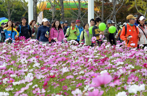 19일 서울 마포구 상암동 올림픽공원 평화의광장에서 열린 서울신문 주최, 마약퇴치기원 걷기대회 참가자들이 만개한 코스모스밭 옆을 지나며 가을정취를 만끽하고 있다. 손형준 기자 boltagoo@seoul.co.kr