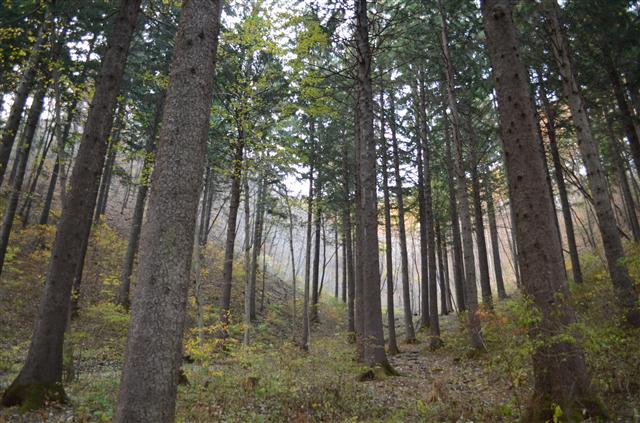 덕유산휴양림에는 1931년 1.2㏊에 심어진 210여 그루의 독일가문비나무숲이 조성됐다. 2000년 산림유전자원보호림으로 지정돼 관리되고 있다.  산림청 제공