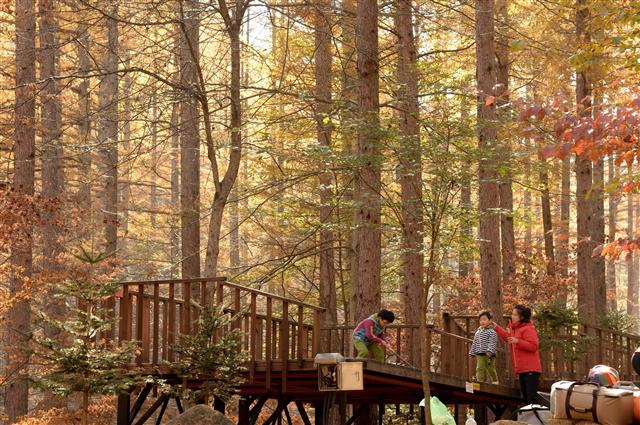 국내 첫 캠핑 전문 휴양림인 청옥산휴양림은 빼곡히 들어선 소나무, 낙엽송 아래 조성된 풍광이 수려한 데다 한겨울에도 캠핑을 즐길 수 있어 캠퍼들 사이에서 7성급으로 평가받는다.  산림청 제공
