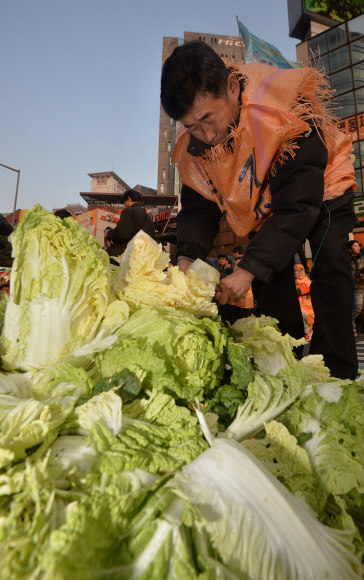 22일 오후 농민집회에 참가한 농민들이 서울역에서 시청광장으로 행진 중 배춧값 폭락에 항의하며 배추를 버리고 있다.  박지환 popocar@seoul.co.kr