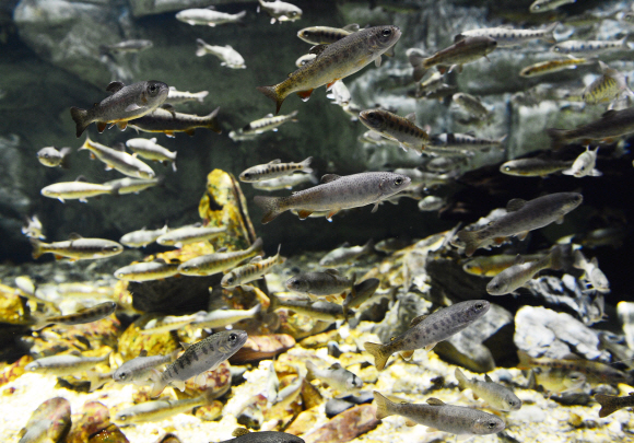 단양다누리센터에 전시된 토종 물고기들.