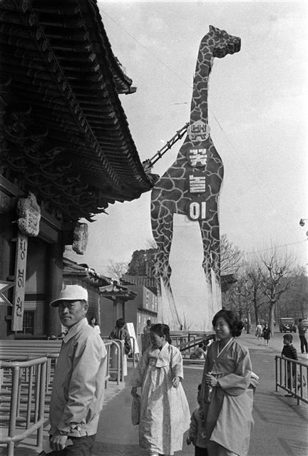 1975년 창경원 나들이에 나선 시민들이 ‘벚꽃놀이’라고 큼지막하게 쓰인 기린 동상 앞 매표소에 들어서고 있다.
