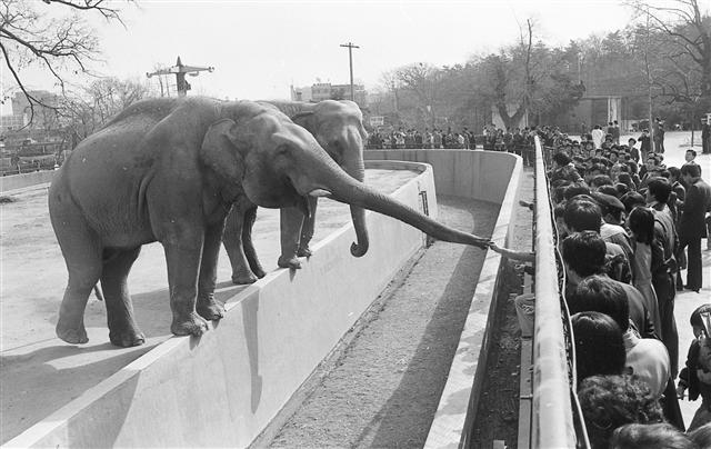 1979년 창경원을 찾은 이들이 코끼리를 보며 즐거워하고 있다. 이때까지만 해도 동물원은 창경원처럼 동물을 구경하는 곳이었다.