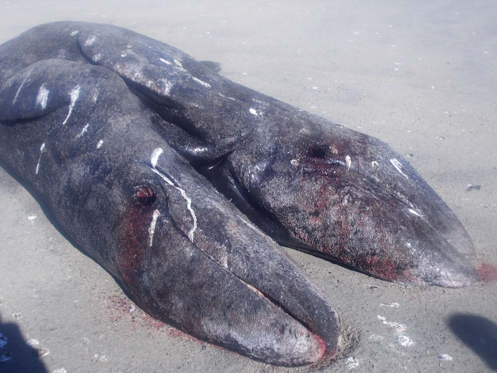 멕시코 국립자연보호위원회(CONANP)는 지난 5일 바하 반도의 네그로 마을 부근에서 두 몸이 하나로 붙어 태어난 회색고래 새끼의 시체를 발견했다며 8일(현지시간) 사진을 공개했다. 정부당국자는 이 고래가  머리와 꼬리는 각각 두 개지만 복부가 붙어있었다고 밝혔다.  AP/뉴시스 제공