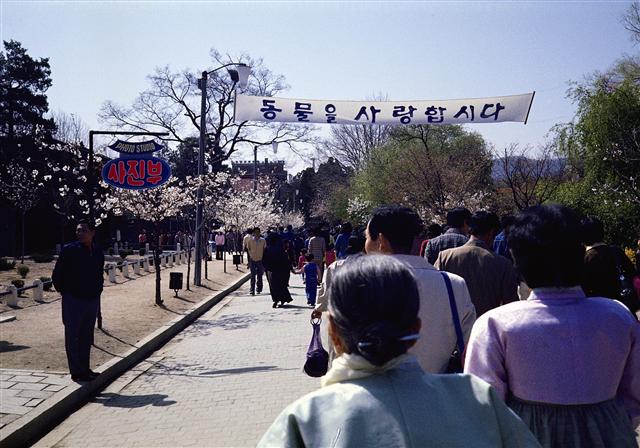 1979년 3월 초 창경원 봄나들이에 나선 시민들이 줄지은 벚나무와 버드나무 옆을 지나고 있다.