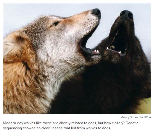 개와 늑대의 조상. / NBC 홈페이지 캡처