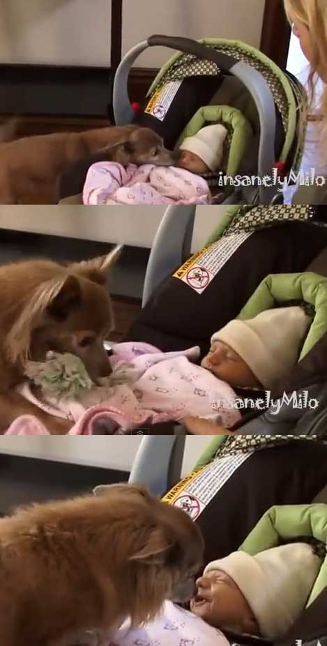 아기가 태어나서 신난 강아지. 유튜브 영상캡쳐