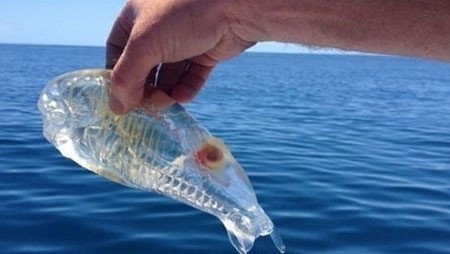 투명인간 닮은 물고기 화제