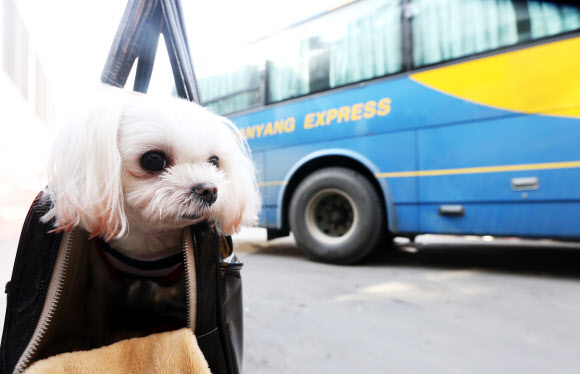 설 연휴를 하루 앞두고 본격적인 귀성이 시작된 29일 서울 강남고속버스터미널에서 미리 고향에 다녀온 한 시민이 애완견을 데리고 터미널을 빠져나가고 있다.  연합뉴스
