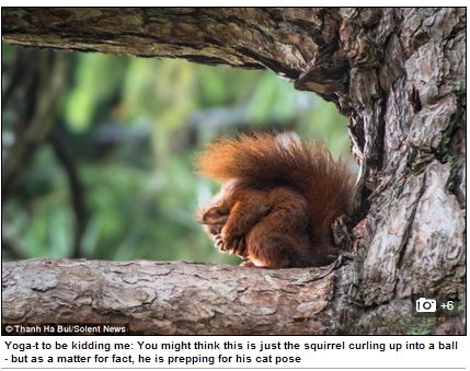 요가하는 다람쥐. / 영국 데일리메일 홈페이지 캡처