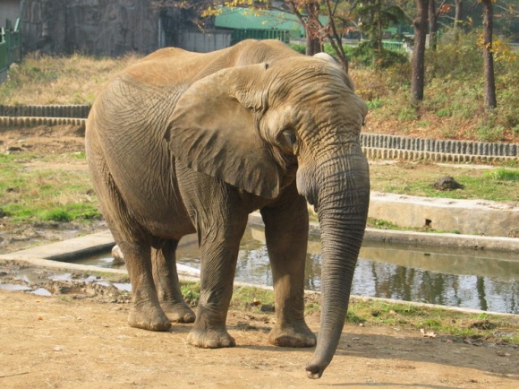 ‘리카’가 생전 우리 안을 씩씩하게 걷고 있다. 당시 아프리카코끼리로는 우리나라에 단 한 마리뿐이었던 리카는 아시아코끼리 ‘사쿠라’와의 이룰 수 없는 사랑으로 동물원 식구들의 속을 새까맣게 태웠다. 2008년 잇몸 염증 때문에 죽으면서 또 안타까움을 자아냈다.