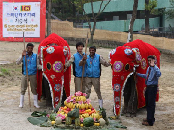 2010년 어린 코끼리 암컷과 수컷 한 마리씩을 기증하기 위해 스리랑카에서 서울동물원을 방문했다. 올해 열 살, 아홉살인 남매는 세상을 등진 리카와 자이언트의 빈자리를 채우며 인기몰이를 이어가고 있다.