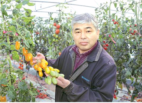 원동찬 연구원이 13일 경기 여주에 위치한 농우바이오 육종연구소에서 토종 종자로 재배한 ‘미니찰 토마토’를 소개하고 있다. 농우바이오 제공