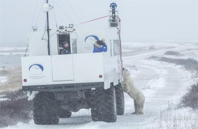 북극곰 “구글 스트리트뷰, 예쁘게 찍어줘” 