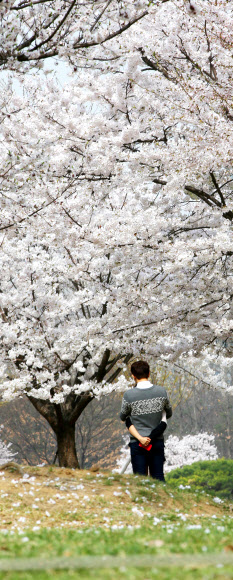 31일 오전 서울 성동구 서울숲에서 젊은 남녀 한쌍이 만개한 벚꽃을 보며 포옹하고 있다.  연합뉴스