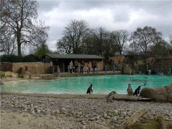 최근 리모델링한 영국 런던 동물원에 새로 마련된 펭귄 해변에서 관광객들이 여유를 즐기고 있다.