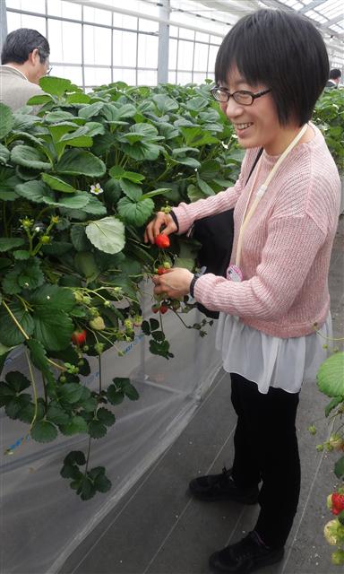 일본 미야기현 야마모토의 딸기농가에서 한 관광객이 딸기 따기 체험을 하며 즐거워하고 있다.