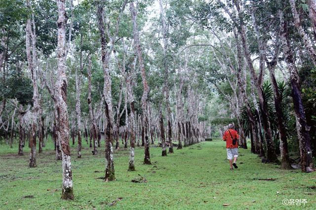 자작나무 숲을 연상시키는 랑카위의 고무 농장