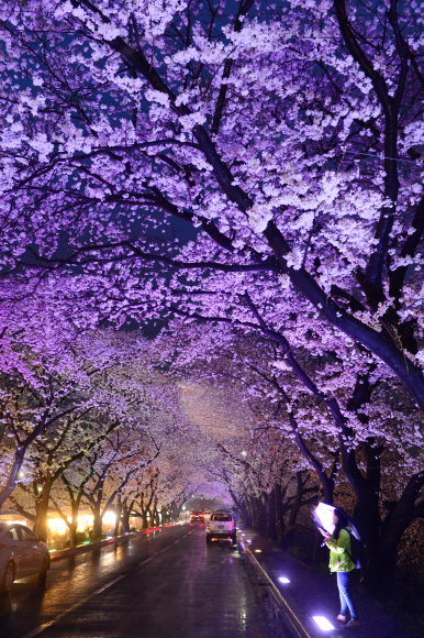 밤 풍경 고운 김유신 장군묘 앞길.