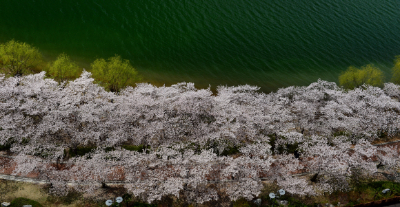 보문호를 에워싼 벚꽃.