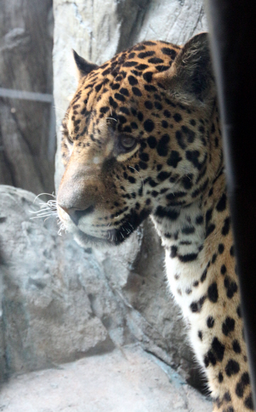은밀한 사냥꾼 재규어. 동물원 ‘더 정글’의 마스코트다.