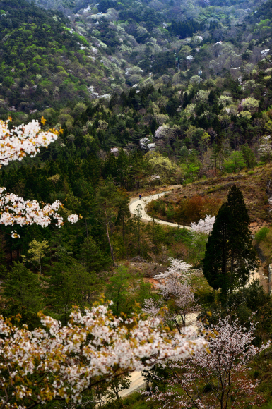 산벚꽃과 신록이 그럴싸하게 어우러진 천관산. 장흥 출신의 수많은 문인들에게 문학적 영감을 안겨준 곳이다. 이 길 맞은편에 4㏊에 이르는 동백꽃 군락지가 있다.
