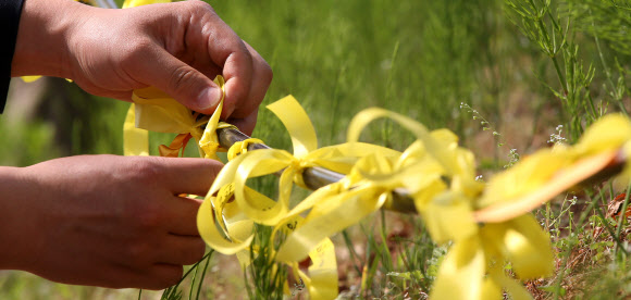 24일 오후 침몰 여객선 세월호 실종자의 귀환을 바라는 시민들이 경기도 안산 단원고등학교 주변에 희망과 기적을 갈구하는 노란 리본을 달고 있다.  연합뉴스