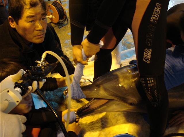 동물원 수의사가 돌고래 위에 들어간 이물질을 확인하기 위해 조련사의 도움을 받아 내시경으로 돌고래 몸속을 들여다보고 있다. 서울동물원 제공