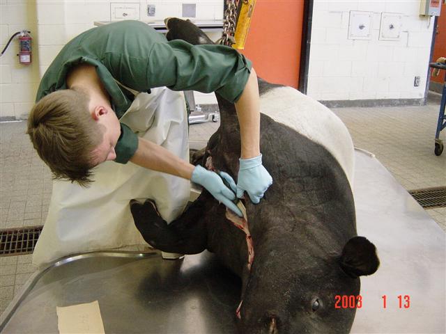 알 수 없는 이유로 죽은 말레이 테이퍼(돼지와 비슷하게 생긴 동물)를 부검하는 캐나다 온타리오 수의과대학 연구진. 서울동물원 제공