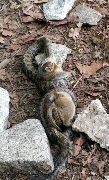 다람쥐 잡아먹는 누룩뱀