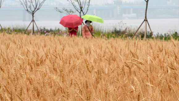 더위를 식혀주는 비가 내린 2일 오후 시민들이 우산을 쓴 채 서울 한강시민공원 이촌지구에 조성된 밀 밭을 걷고 있다. 도준석 pado@seoul.co.kr