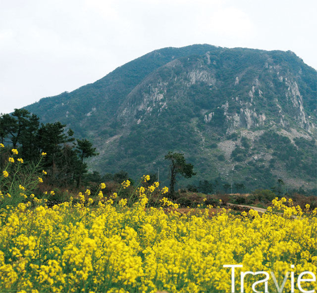 산방산·용머리해안 지질트레일 코스는 산방산을 가운데에 두고 있다