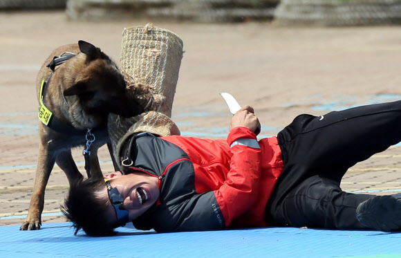 ‘너무 듬직한 경찰견’