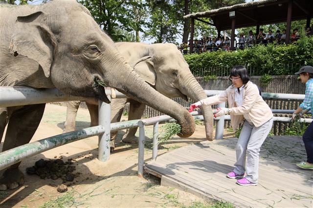지난달 16일 연수 중인 서울시 새내기 공무원들이 코끼리에게 손수 뜯은 풀을 먹이는 모습.