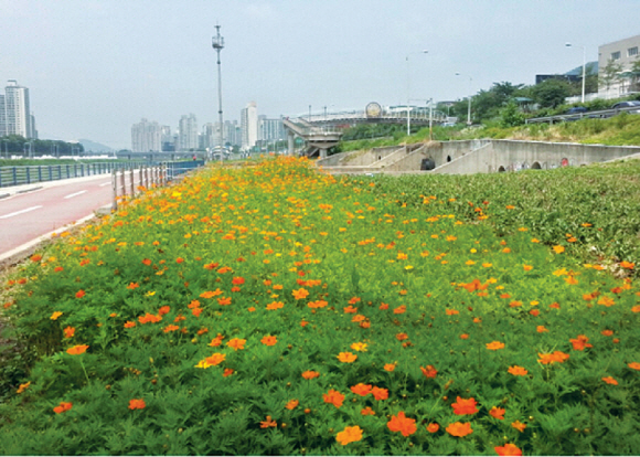 중랑천 전원풍경단지에 코스모스가 활짝 피어 구민들을 기다리고 있다.<br>광진구 제공