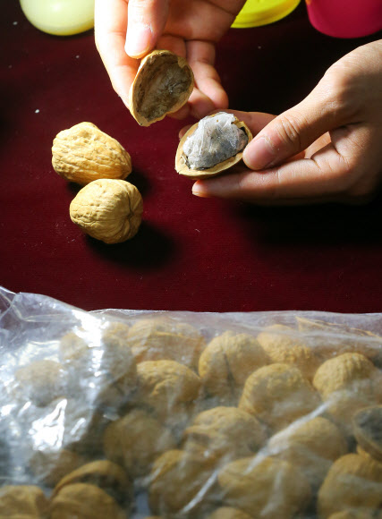 호두 속에 숨겨 들여오다 적발된 마약